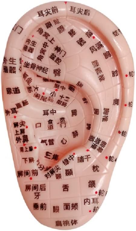 10cm Ear Point Model Ear Model Ear Ear Reflex Area Massage Point Clear Lettering Chinese Medicine Reference, Acupuncture and Moxibustion Products (Left Ear)