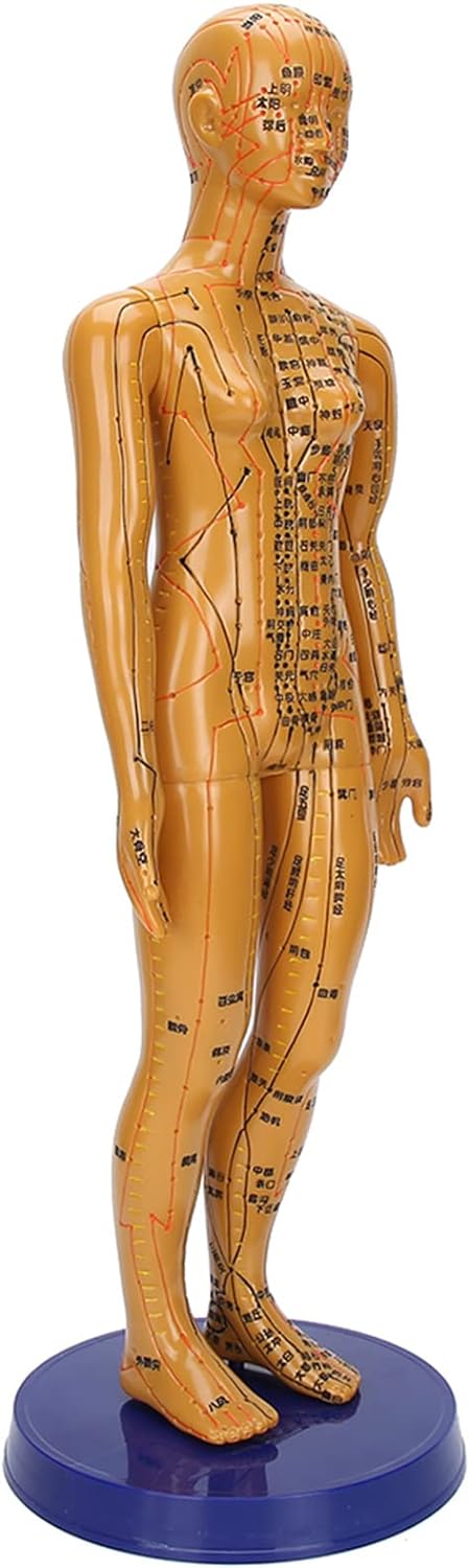 Male Female Human Body Acupuncture Model Copper Color PVC Material with Large Base Fixed Point Design 360/361 Acupuncture Points for Chinese Medicine Teaching Massage (Woman)